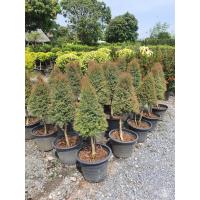 ราคา ต้นสนหอม สนหอมไล่ยุ่ง ตัดทรง ในกระถาง11นิ้ว ต้นสูง80ซม ไม้ประดับสวน (17668104877)