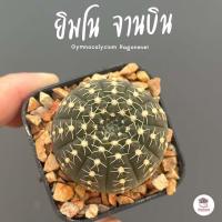 ราคา รวมยิมโน Gymnocalycium Mix แคคตัส กระบองเพชร cactus succulent (19335837657)