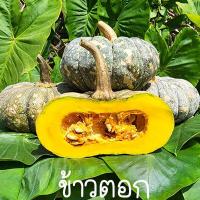ราคา ฟักทองข้าวตอก ถูกที่สุด10บ เมล็ดพันธุ์ฟักทองข้าวตอก 5 30เมล็ด งอกง่าย โตไว ทานอร่อย (17842106751)