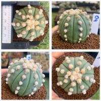 ราคา โออิโบะ แอสโตรไฟตัม โออิโบะ ดอทฟู OOIBO Astrophytum Ooibo กระบองเพชร แคคตัส (20655333745)