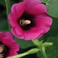 ราคา 40 เมล็ด เมล็ดดอกไม้ ฮอลลี่ฮ็อค ฉัตรทอง Hollyhock Seeds สายพันธุ์ Halo Cerise (21276750128)