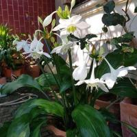 ราคา 2หัว ชุด ว่านเศรษฐีนําโชค ไม้มงคลเสี่ยงโชค เมตตามหานิยม ว่านแห่งโชคลาภที่ทำให้ผู้คนนับถือ และนำโชคลาภเงินทองมาให้ผู้ปลูก หัวขนาด15 25ซม (21008621518)