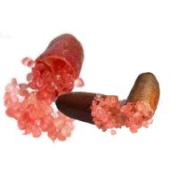 ราคา 1 ต้นมะนาวคาเวียร์ หรือ มะนาวนิ้วมือ FINGER CAVIER LIME สายพันธุ์ PINK PEARL ขนาด 30 40 ซม พร้อมกระถาง6นิ้ว รากแน่น 6 เดือนพร้อมให้ผล (20957248007)