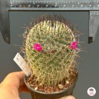 ราคา แมมฮุย Mammillaria huitzilopochtli แคคตัส กระบองเพชร cactus succulent (4843364276)