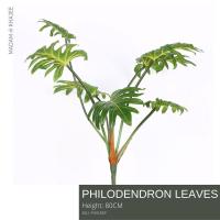 ราคา Philodendron 80 CM ต้นฟิโลเดนดรอน 80 ซม (10514254932)
