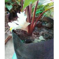 ราคา 3 เหง้า ชุด ว่านดอกทองมหาอุดม (1778012051)