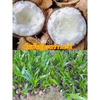 ราคา พันธุ์มะพร้าวกะทิแท้ต้นเตี้ยปลูกได้ทุกพื้นที่ (20563440366)