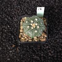 ราคา Astrophytum แคคตัส กระบองเพชร ถูกๆ สวยๆ AA05 (17807293618)