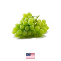 ราคา ต้นกล้าองุ่น รูทเพอเรท Loose Perlette ผลสีเขียว ทรงกลมๆ สีเขียว ไร้เมล็ด หวาน กรอบ อร่อย กลิ่นหอม แบบต้นตอติดตา พร้อมปลูก จัดส่งพร้อมถุง6นิว (20968728358)