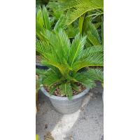 ราคา ต้นปรง ญี่ปุ่น ปรงญี่ปุ่น Cycas revoluta Thunb จัดส่งพร้อมกระถาง 11 นิ้ว ลำต้นสูง 60ซม ถ่ายรูปจากสินค้าจริงที่จัดจำหน่าย (21008487857)