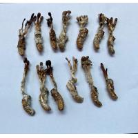 ราคา 10 ชิ้น 5คู่ ว่านจั๊กจั่น หรือ พญาว่านต่อเงินต่อทอง ค้าขายดี เรียกเงินเรียกทอง เจรจาราบรื่น ของดี ควรมี ของแท้จากป่าดิบชื้น ปลุกเสก (19903858828)