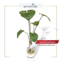 ราคา แจกันใหญ่พร้อมไม้เลี้ยงน้ำ พิเศษ แถมหินตกแต่ง 250 g ไม้น้ำ เลี้ยงน้ำ (20962904247)