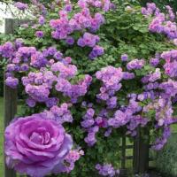 ราคา 30 เมล็ด เมล็ดพันธุ์ กุหลาบ สายพันธุ์ อังกฤษ เลื้อย สีม่วง ดอกใหญ่ Rose Seed นำเข้าจากต่างประเทศ (7525448633)