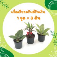 ราคา โปร 2 2 เซ็ตมหาเฮง 1 ชุด 3 ต้น ต้นกุมารทอง เศรษฐีรวยทรัพย์ ต้นเศรษฐีนำโชค ไม้มงคลเศรษฐี ต้นไม้มงคลสวยๆ ไม้มงคลโชคลาภ ไม้มงคลจิ๋ว (18792881791)