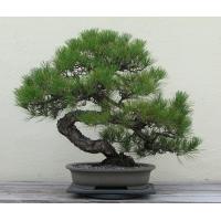 ราคา 25 เมล็ด พันธุ์ Seeds เมล็ด สนดำญี่ปุ่น สนญี่ปุ่น บอนไซ JAPANESE BLACK PINE SEEDS อัตราการงอก 80 85 (11650077665)