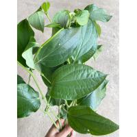 ราคา ใบจั๊กค้าน เถาและใบมีสรรพคุณเป็นยาขับลมในลำไส้ ทำให้ผายลมและเรอ แก้แน่นจุกเสียด กิโลกรัมละ 100 บาท (18954469489)