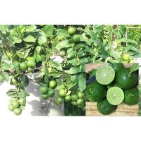 ราคา พันธุ์ แป้นรำไพ ต้นมะนาว ปลูกไว้ติดบ้าน ผักสวนครัวไทย จัดส่งพร้อมถุง 8 นิ้ว ลำต้นสูง 65 70ซม ต้นไม้แข็งแรงทุกต้น เรารับประกันจัดส่งห่ออย่างดี จัดส่งสินค้าตามรูป (8596200983)