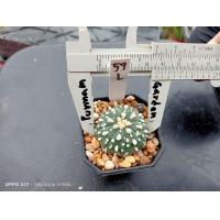 ราคา แอสโตร คัดหน้าไม้ Astrophytum asterias ต้นกระบองเพชร ต้นแคคตัส แคคตัส กระบองเพชร (20541643160)