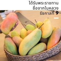 ราคา ต้นพันธุ์ มะม่วงมหาชนก มะม่วงพันธุ์ไทย นามพระราชทาน หอมหวาน ต้นเตี้ย มะม่วงผลใหญ่ยาว อยากกินผลมะม่วงอร่อยต้องปลูกเอง จัดส่งพร้อมถุงชำ 8 นิ้ว ลำต้นสูง 80 100 ซม อย่างดี (20978184990)