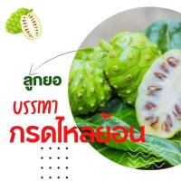 ราคา Kermint Dietary Supplyment Product เคอร์มินท์ กรดไหลย้อน ขมิ้นชัน ผงกล้วยดิบ ลูกยอ ขนาด10แคปซูล (15953181654)