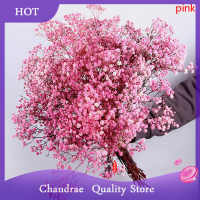 ราคา Chandrae ดอกไม้แห้งสดธรรมชาติช่อดอกยิปโซตกแต่งบ้านแต่งงาน (21058998170)