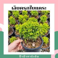 ราคา ต้นเล็บครุฑใบแคระ มาพร้อมกระถาง เล็บครุฑใบแคระ ไม้แดด (17340782078)