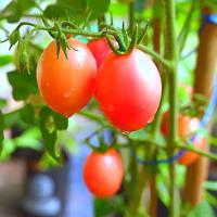 ราคา เมล็ดมะเขือเทศหลายชนิด สีดา ราชินี ลูกท้อ ลูกท้อยักษ์ 10 ซอง แถม 1ซอง คละชนิดได้ (10325413569)