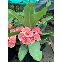 ราคา ต้นโป๊ยเซียน เศรษฐีเมืองจันทร์ ชมพู ดอกใหญ่ ช่อดอกดอกใหญ่มาก สวยสะดุดตา กระถาง 8 นิ้ว เป็นต้นไม้มงคล ฟอร์มต้นไม้สวยทุกต้น มีความเชื่อว่า ปลูกแล้วจะนำโชคลาภ เงินทองมาให้ผู้ปลูก พ่อค้าแม่ค้าขายของร่ำรวย