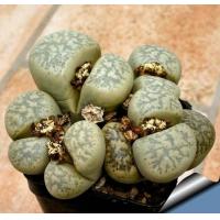 ราคา 10 เมล็ด ไลทอป กระบองเพชร ไม้อวบน้ำ กุหลาบหิน แคคตัส Living Stones Lithops เมล็ดใหม่ สายพันธุ์ francisci (20557477310)