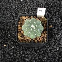 ราคา Astrophytum แคคตัส กระบองเพชร AA03 (17807235354)