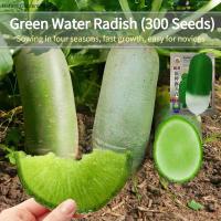 ราคา เมล็ดพันธุ์ หัวไชเท้าสีเขียว บรรจุ300เมล็ด Sweet Crispy Green Radish Seed Organic Vegetable Seeds for Planting เมล็ดหัวไชเท้า F1 เมล็ดพันธุ์แท้ OP เมล็ดผักสวนครัว เมล็ดพันธุ์ผัก ผักสวนครัว ผักออร์แกนิ