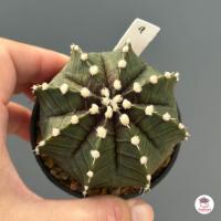 ราคา ยิมโน LB Hybrid Gymnocalycium แคคตัส กระบองเพชร cactus succulent (4800610485)