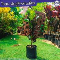 ราคา ต้นโกสน จำหน่าย โกสน ช้างกินเลี้ยง โกสนหายาก (18444517459)