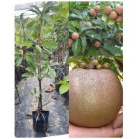 ราคา ต้นละมุด พันธุ์สาลี่ยักษ์ ตอนกิ่ง ปีเดียวติดผล ให้ผลดกรสหวานกรอบ (19502338538)