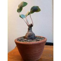 ราคา 5หัว ชุด Phyllanthus Mirabilis มะยมเงิน มะยมทอง ไม้ มงคล เรียกทรัพย์ ปลูกหน้าบ้าน เป็นไม้ป่าหายาก โขดใหญ่ เลี้ยงง่าย ไม้ชอบแดด ปรับฮวงจุ้ยเสริมบารมี ขนาดเล็ก 100 200กรัม (8366954931)
