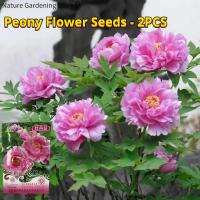 ราคา เมล็ดพันธุ์ ดอกโบตั๋น บรรจุ 2 เมล็ด Peony Flower Seed เมล็ดดอกโบตั๋น พันธุ์ดอกไม้ เมล็ดดอกไม้ ดอกไม้จริง ต้นไม้มงคล บอนสี เมล็ดบอนสี บอนไซ ต้นไม้ ไม้ประดับมงคล ดอกไม้จริง บอนสีราคาถูก ต้นบอนไซ ดอกไม้ป