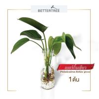 ราคา แจกันใหญ่พร้อมไม้เลี้ยงน้ำ พิเศษ แถมหินตกแต่ง 250 g ไม้น้ำ เลี้ยงน้ำ (21067178781)