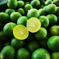 ราคา มะนาว มะนาวสด ขนาด 20 kg สดใหม่จากสวน คัดพิเศษ นำไปแบ่งขายต่อ (19250105025)