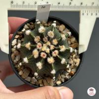 ราคา ยิมโน LB 2178 Gymnocalycium แคคตัส กระบองเพชร cactus succulent (7444062043)