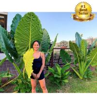 ราคา Alocasia Borneo Giant บอน กระดาด ยักษ์ ต้นกระดาด ต้นบอน (20950835837)