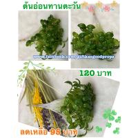 ราคา ต้นอ่อนทานตะวันปลอม วัสดุผลิตจากพลาสติค ล้างน้ำทำความสะอาดได้ (9678737644)