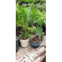 ราคา ต้น ปรงญี่ปุ่น Cycas siamensis ขนาดจิ๋ว 20 เซนติเมตร จัดส่งพร้อมกระถาง 4 นิ้ว ขนาดเล็ก แตกใบแล้ว หายาก ส่วนใหญ่จึงนิยมปลูกปรงเป็นไม้ประดับ รวมถึงนำใบไปใช้ตกแต่งในงานพิธีต่าง ๆ ยิ่งเล็กยิ่งหายาก ราคาสู