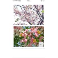 ราคา ต้นกัลปพฤกษ์ ขนาด20 30เซนติเมตร ชุด2ต้น150บาท (9806594955)