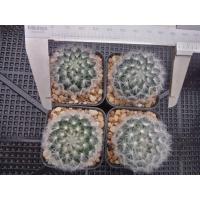 ราคา ส่งฟรีไม่ต้องง้อโค้ด จัดชุด หลากหลายสายพันธ์ ที่นี่ที่เดียวเท่านั้น ต้นกระบองเพชร ต้นแคคตัส แคคตัส กระบองเพชร (16521135883)