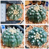 ราคา แอสโตรไฟตัม กิ๊กโกะ ลิซซาร์ดสกิน astrophytum asterias kikko lizardskin กระดองเต่า กระบองเพชร แคคตัส Cactus (21375613953)