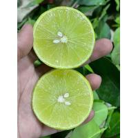 ราคา มะนาวแป้นพวงบ้านแพ้ว ชุดทดลอง 2 กิ่ง (21352987548)