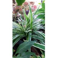 ราคา ว่านเศรษฐีเรือนนอก ไม้มงคลเด่นในด้านเสริมโชคเสริมลาภเป็นว่านเมตตามหานิยมว่านป้องกันภัยใช้ปลูกเป็นไม้มงคลและไม้ประดับ กระถาง 4 นิ้ว (9987386585)