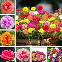 ราคา 10000 Seeds ไม้ประดับ Moss Rose DOUBLE MIX ต้นไม้มงคล ต้นไม้ประดับ Portulaca Grandiflora Annual Flower เมล็ดดอกไม้ เมล็ดพันธุ์ผัก ต้นไม้ตกแต่ง (6150910557)