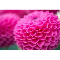 ราคา 1 หัว ชุด รักเร่ Dahlia สายพันธุ์ Leopold Chloe หัวรักเร่ ดอกไม้ หัวหน่อ เหง้า นำเข้า เนเธอร์แลน หัวสดใหม่ (9107927751)