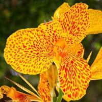 ราคา 20 เมล็ด ดอกไม้ ดอกพุทธรักษา สายพันธุ์แคระ ไม้ดอกทรงคุณค่าที่ช่วยให้มีแต่ความร่มเย็น Cannaceae Canna Seeds สายพันธุ์ Picasso (21321539792)